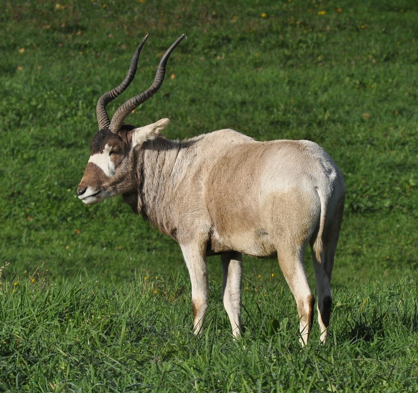 Addax — photograph