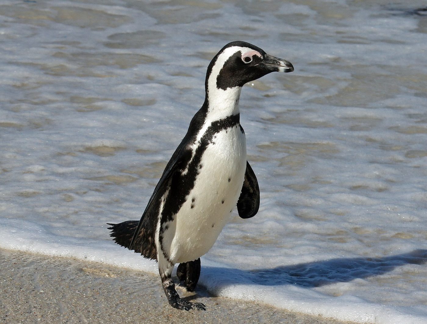 Brillenpinguin — photograph