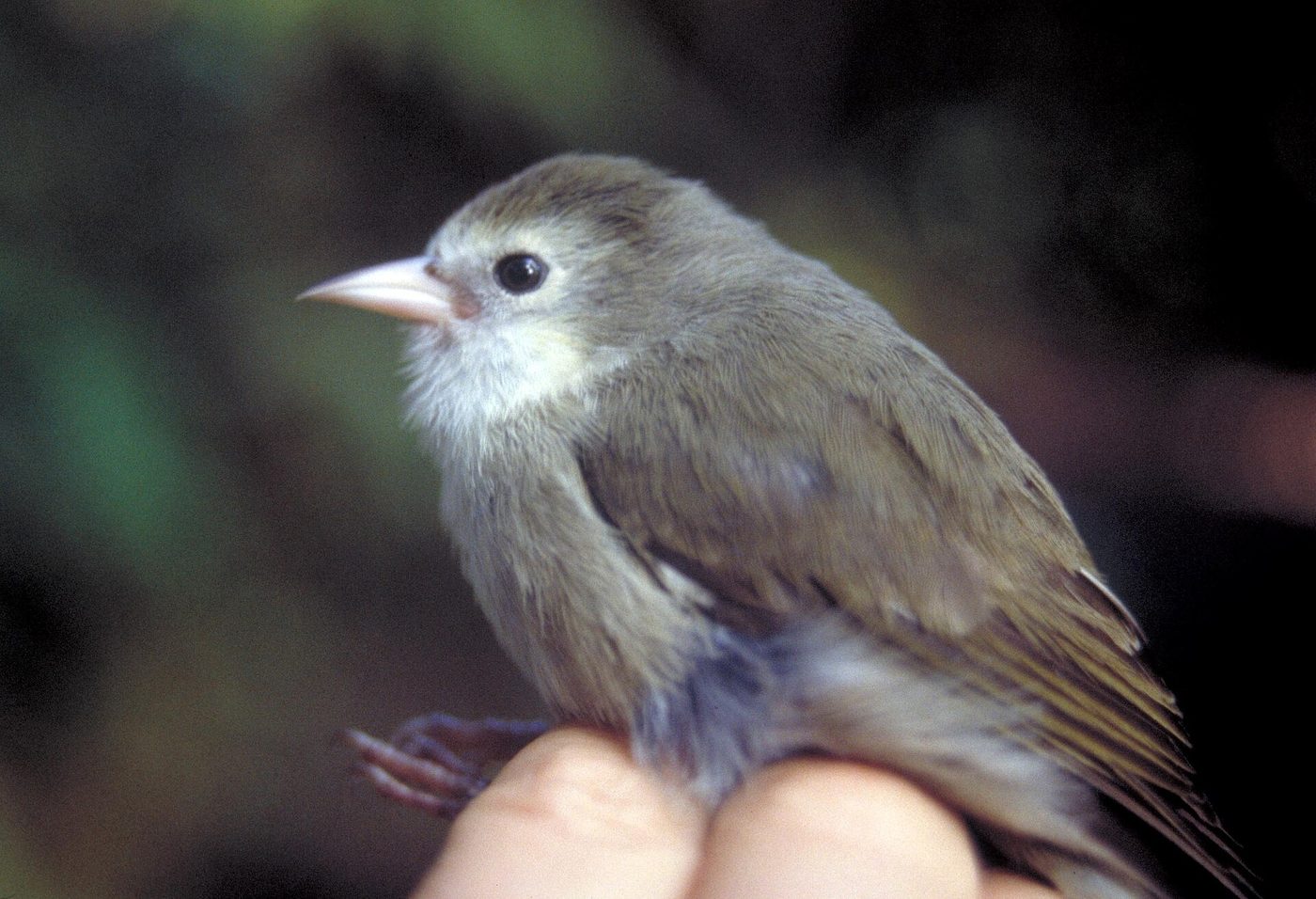 ʻAkikiki — photograph