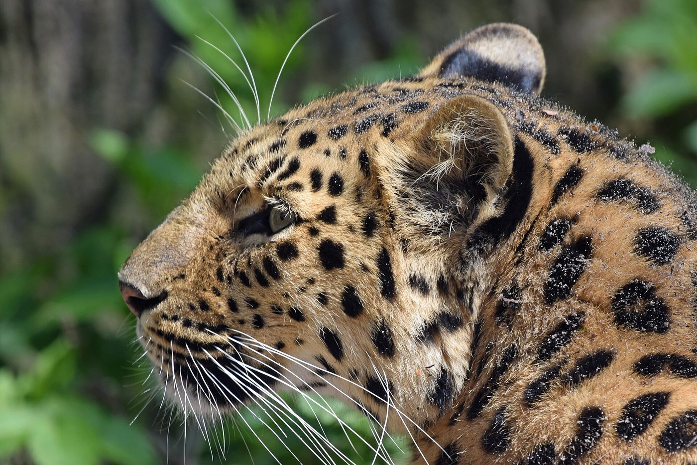 Amur Leopard — photograph
