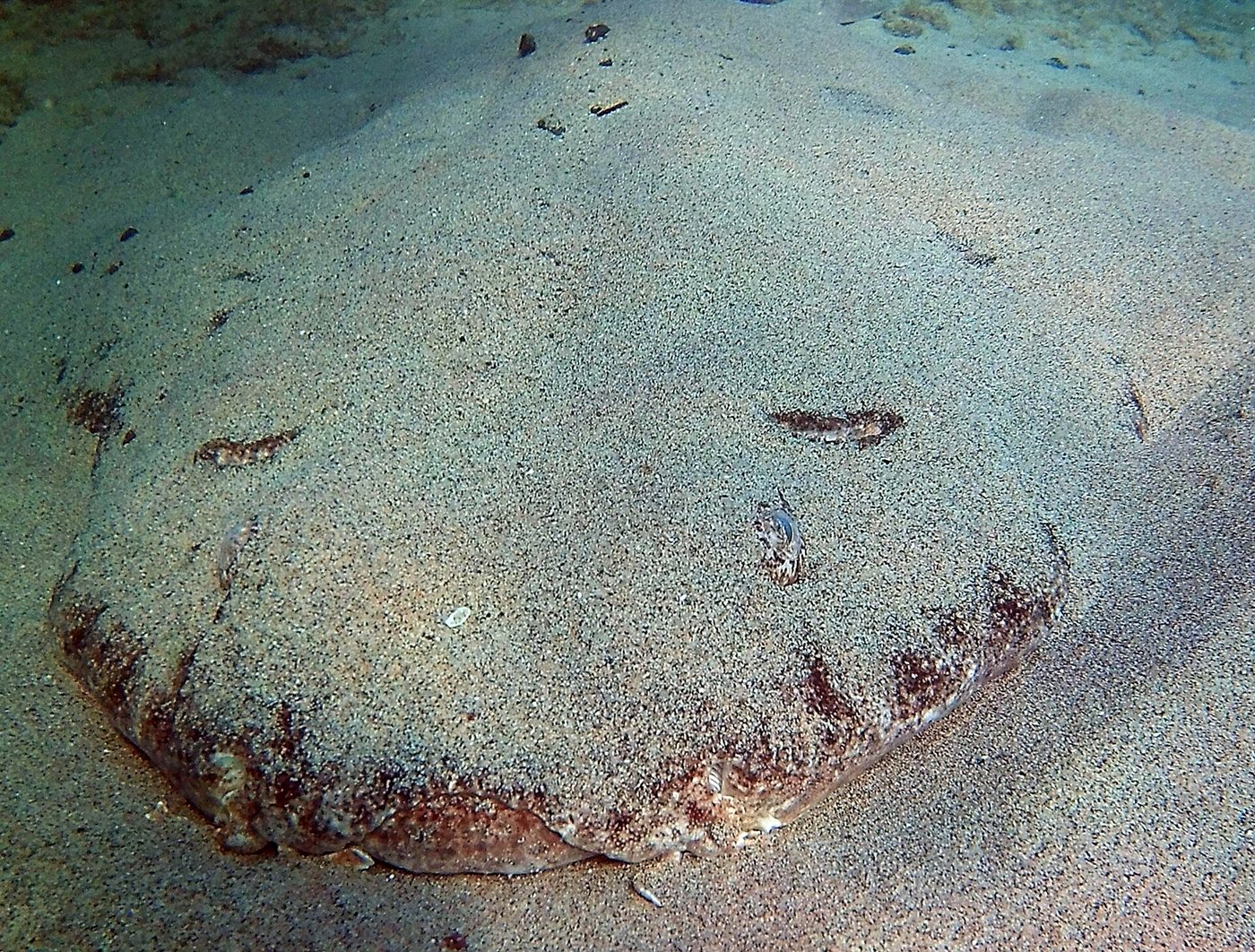 Angelshark — photograph