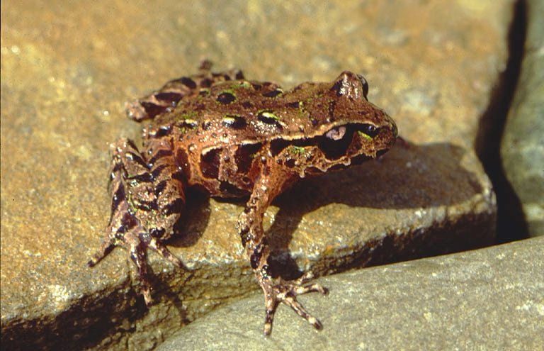 Archey's Frog — photograph