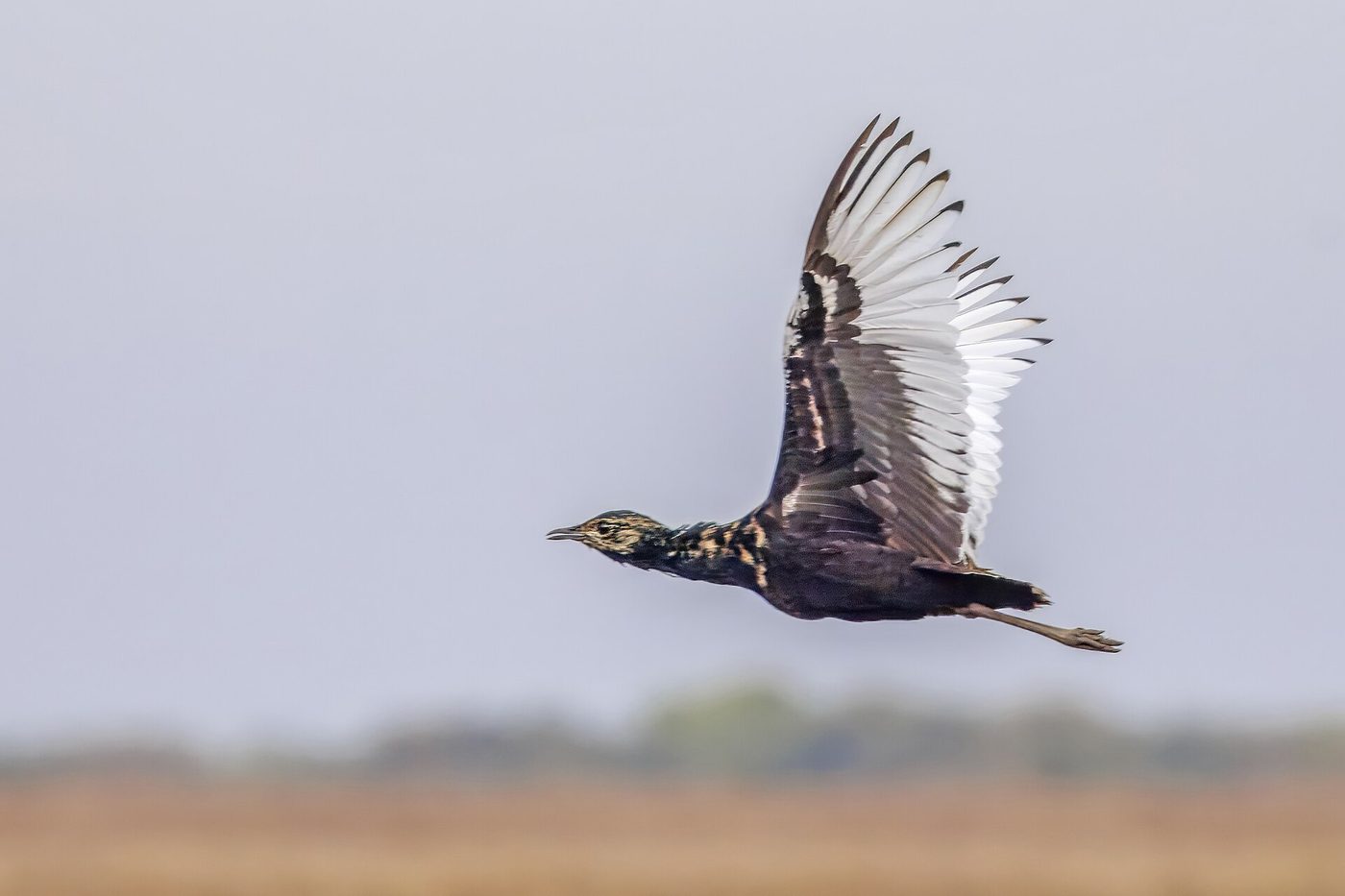 Bengalentrappe — photograph