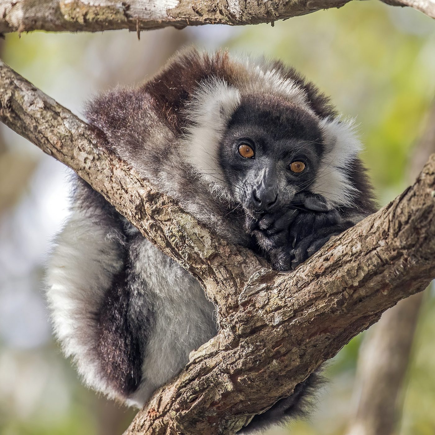 Black-and-white Ruffed Lemur — photograph