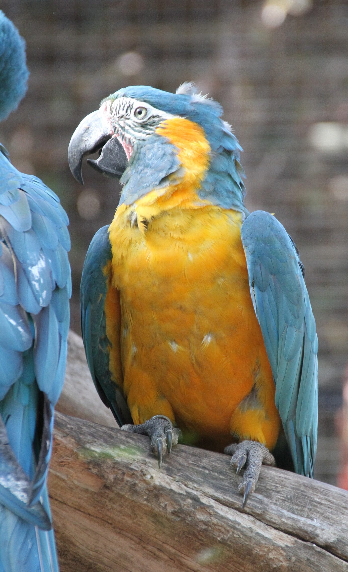Bayan Tenggorokan-biru — photograph
