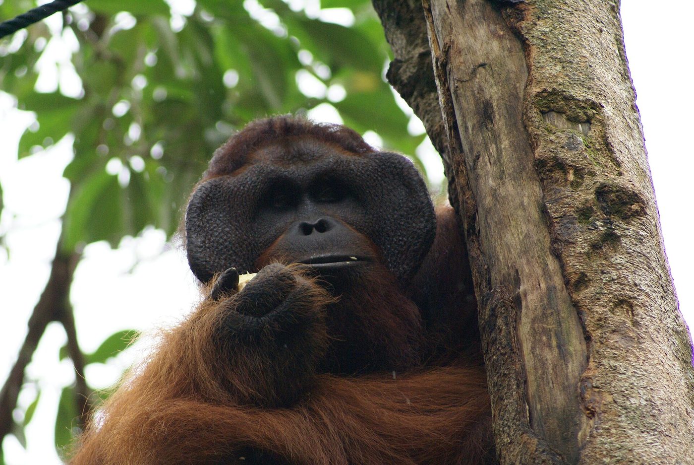 Bornean Orangutan — photograph