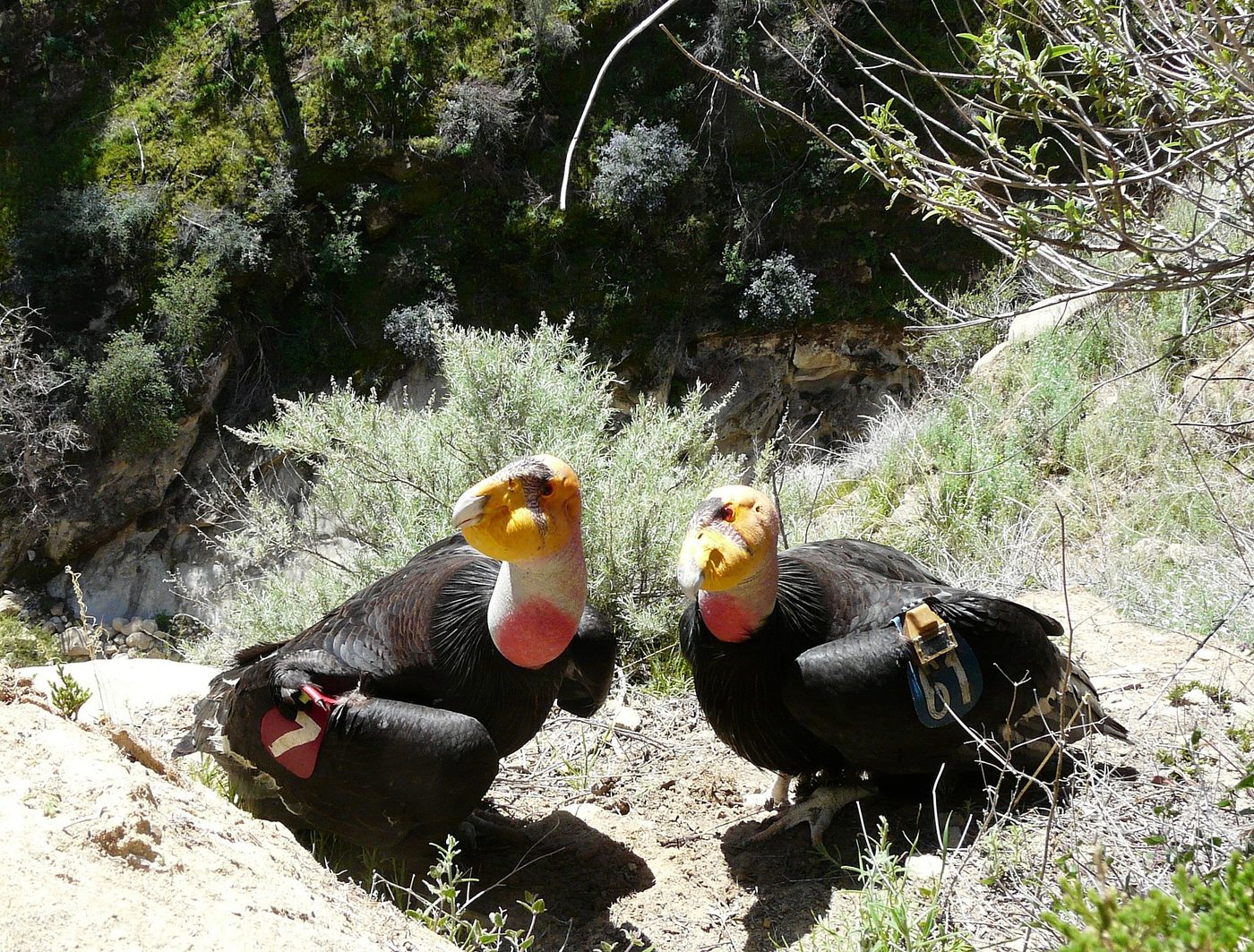 Cóndor de California — photograph
