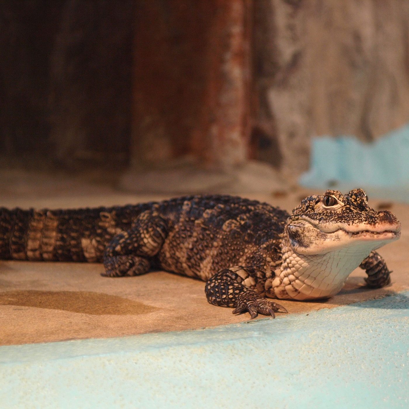 China-Alligator — photograph