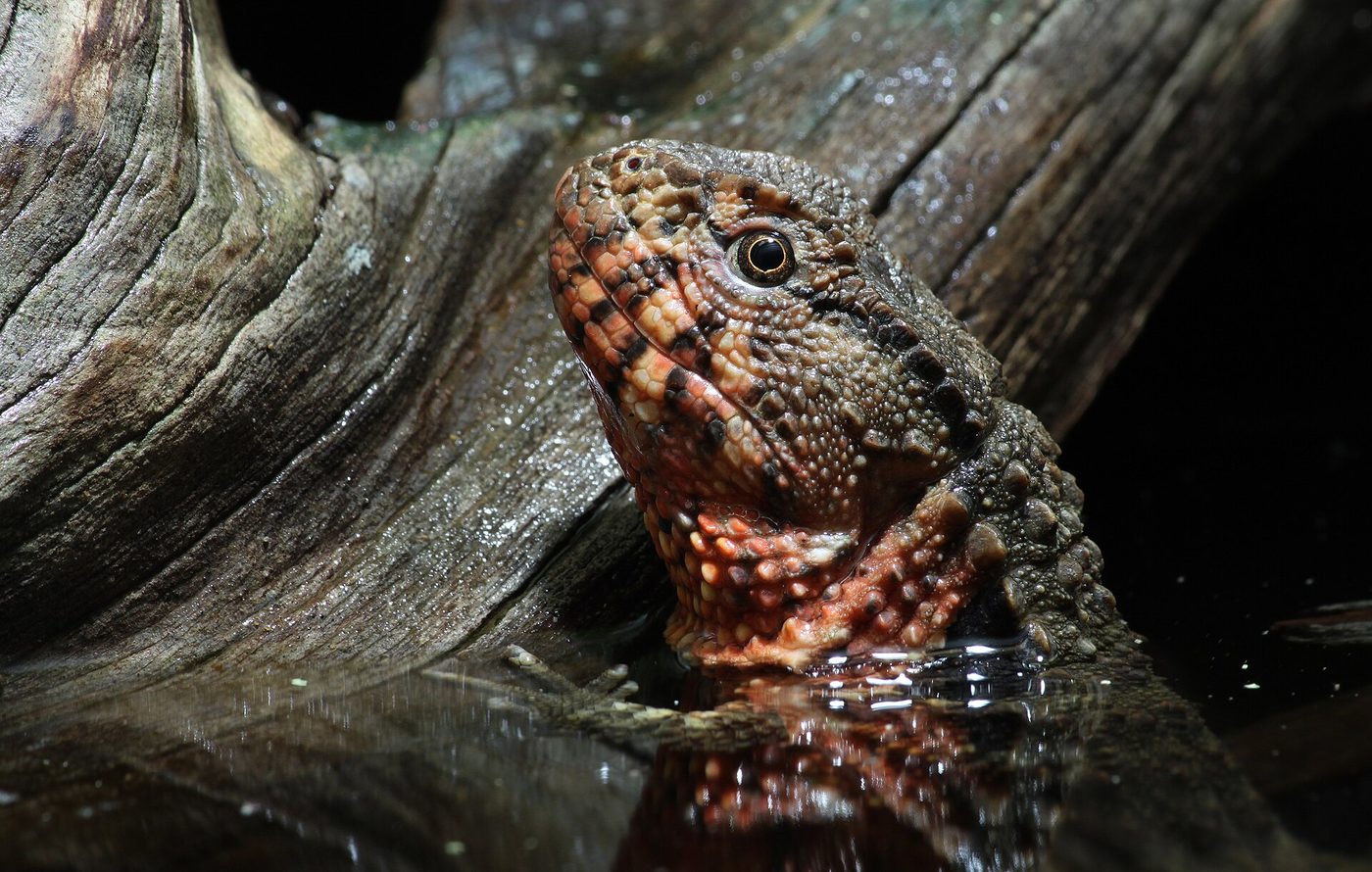 Kadal Buaya Tiongkok — photograph