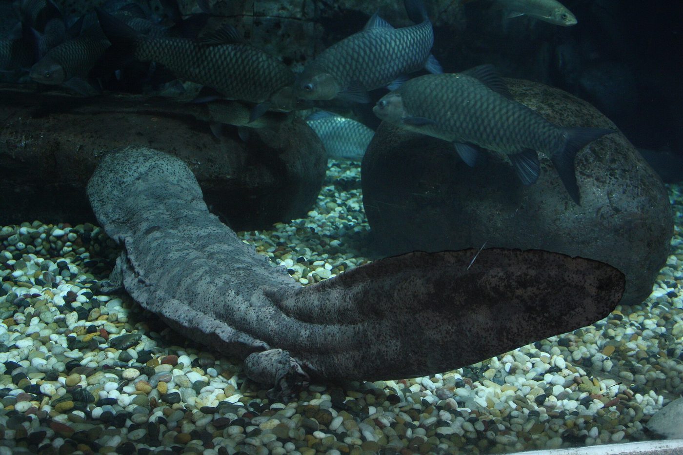 Chinese Giant Salamander — photograph