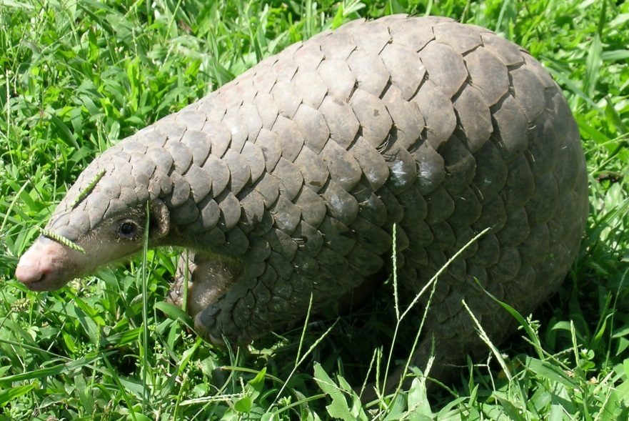 Pangolín chino — photograph