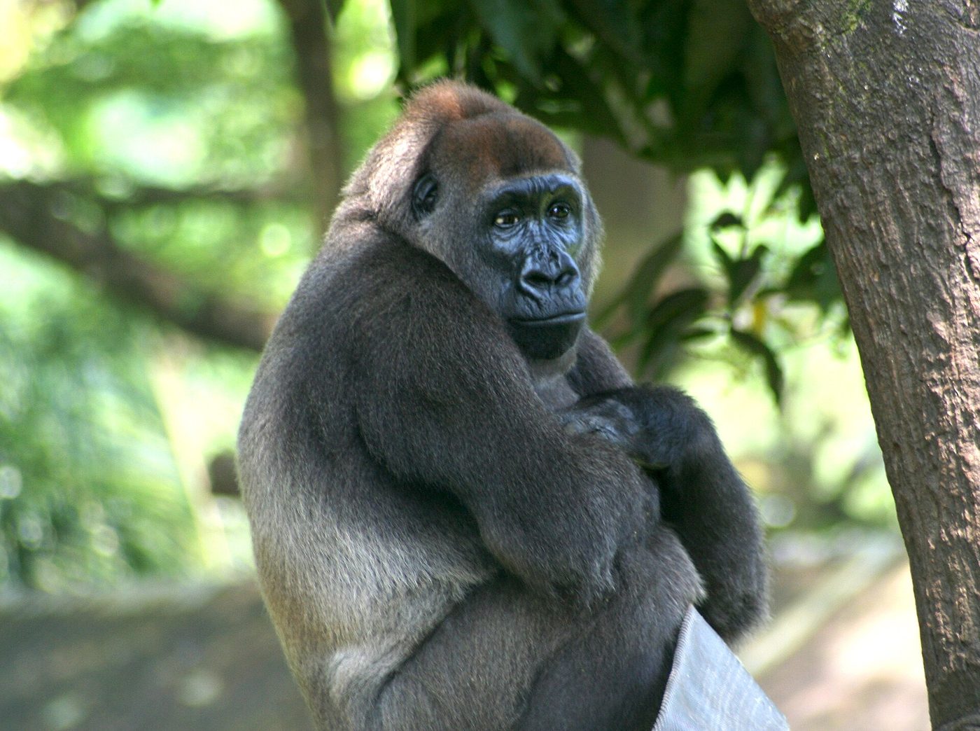 Cross River Gorilla — photograph