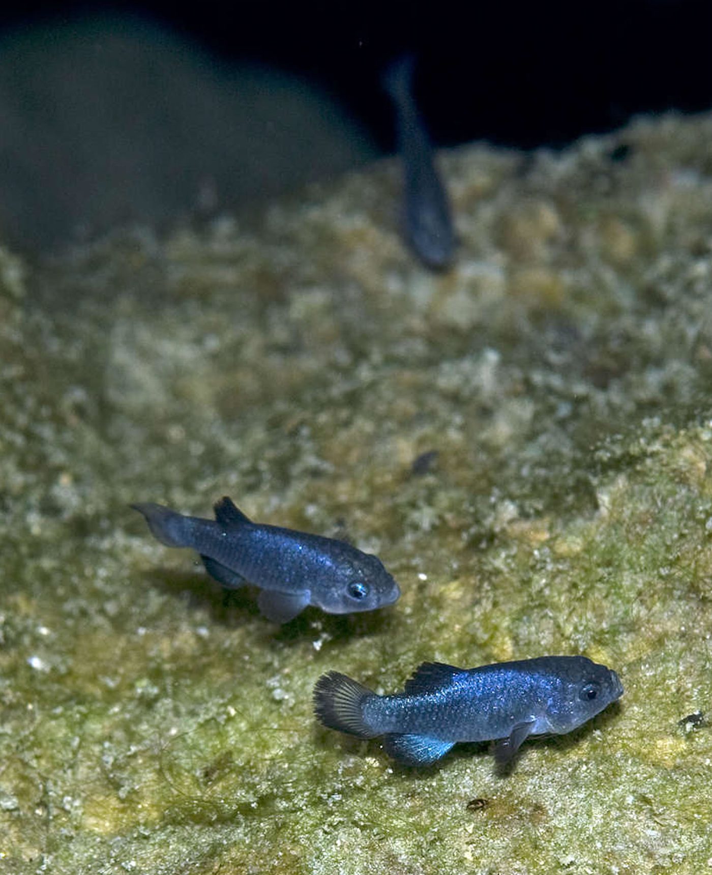 Devils Hole Pupfish — photograph