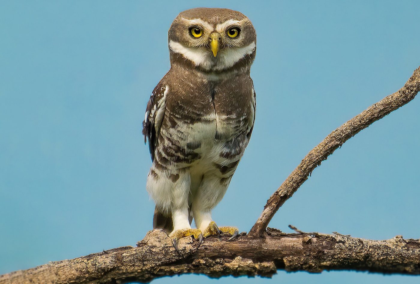 Forest Owlet — photograph