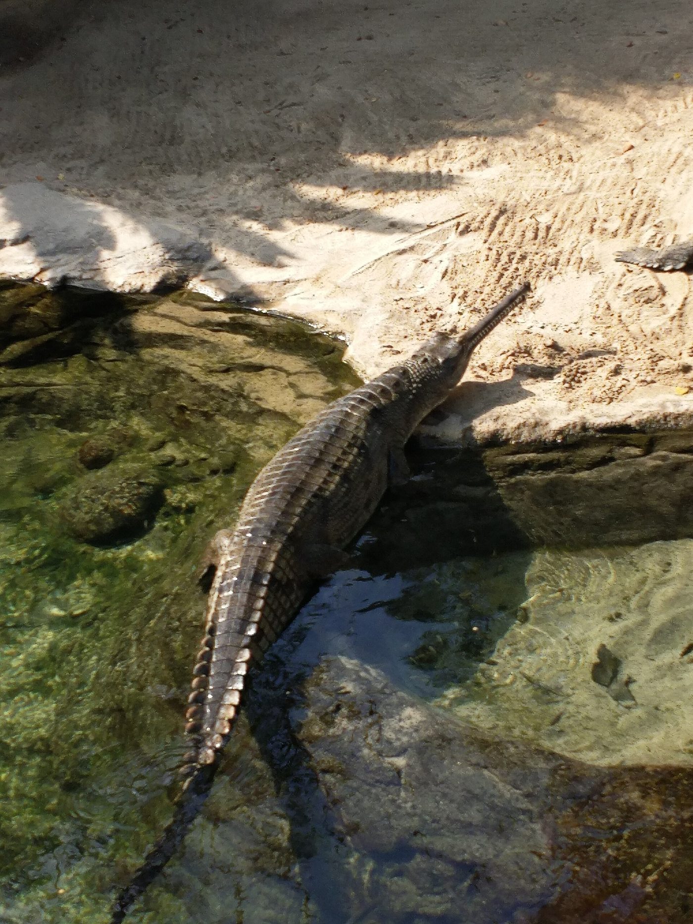 Gharial — photograph