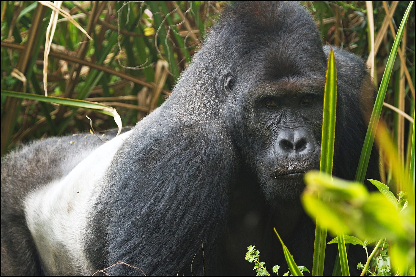 Grauer's Gorilla — photograph