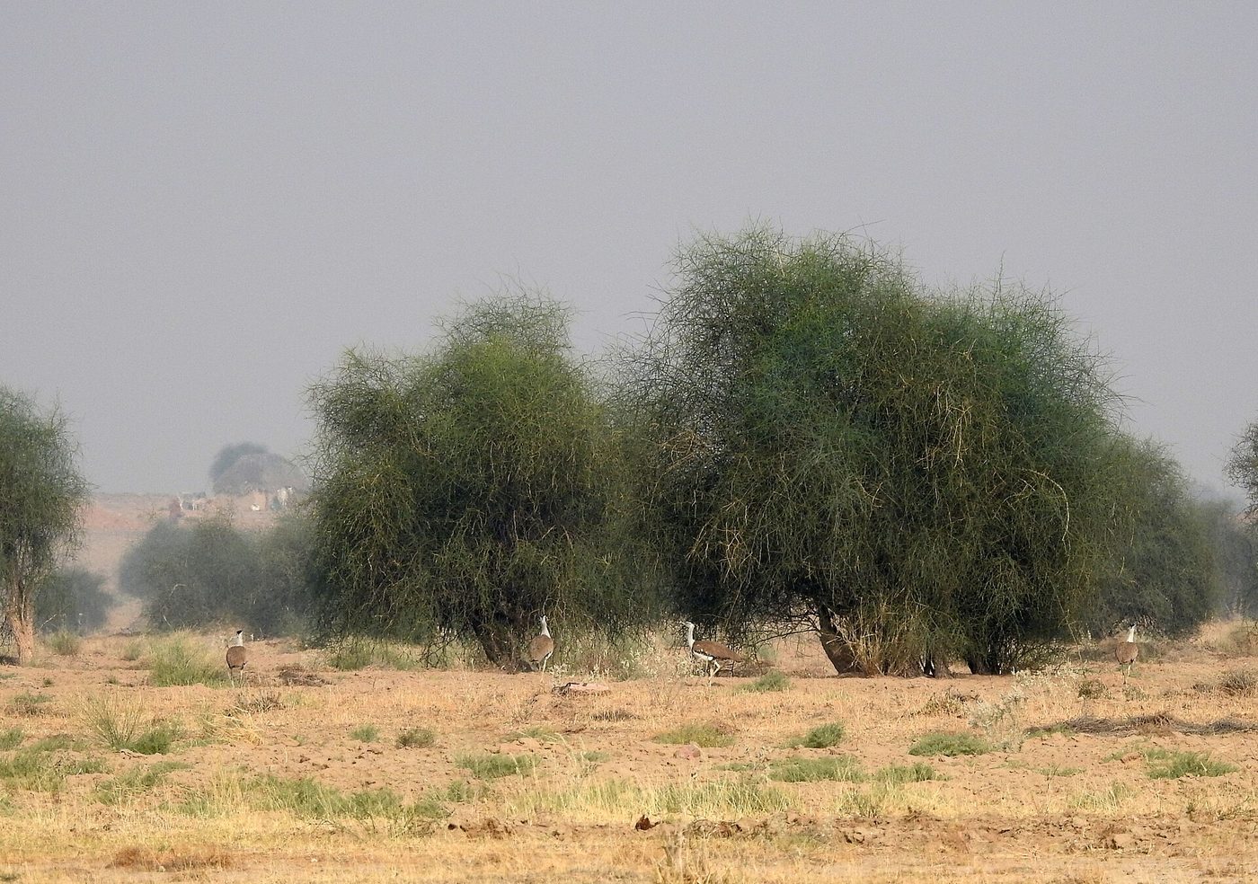 Indische Großtrappe — photograph