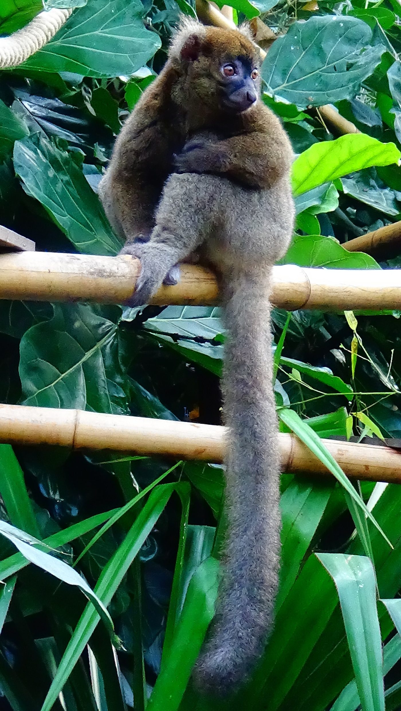 Greater Bamboo Lemur — photograph
