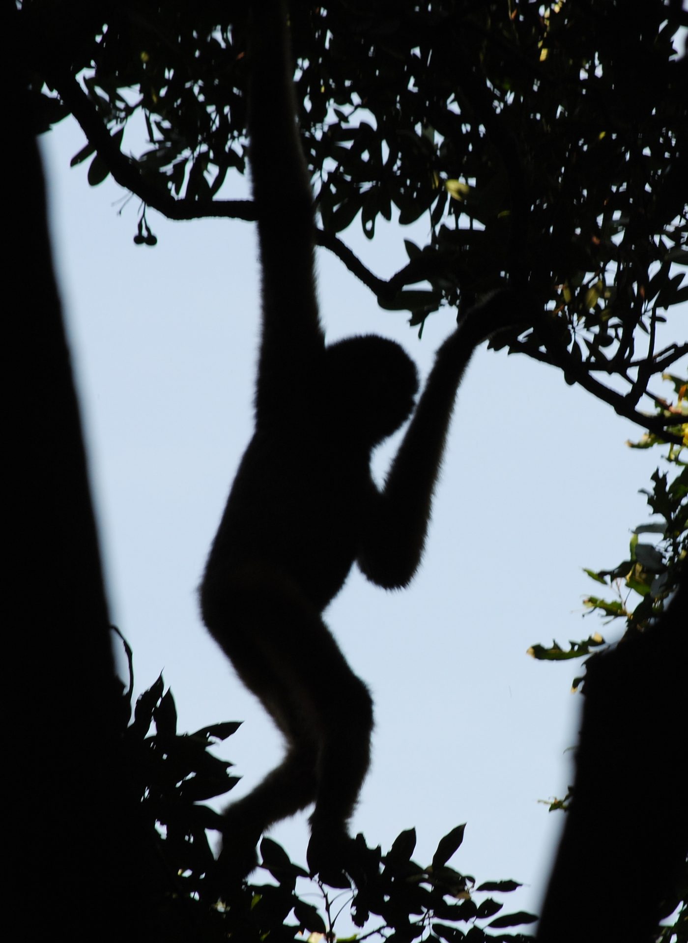 Hainan Gibbon — photograph