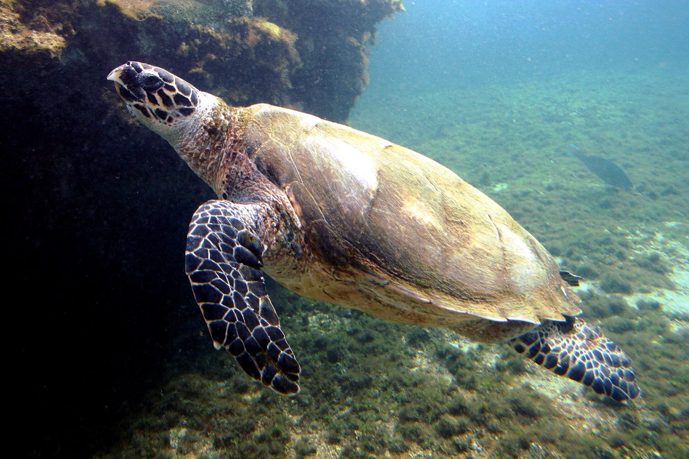 Hawksbill Sea Turtle — photograph