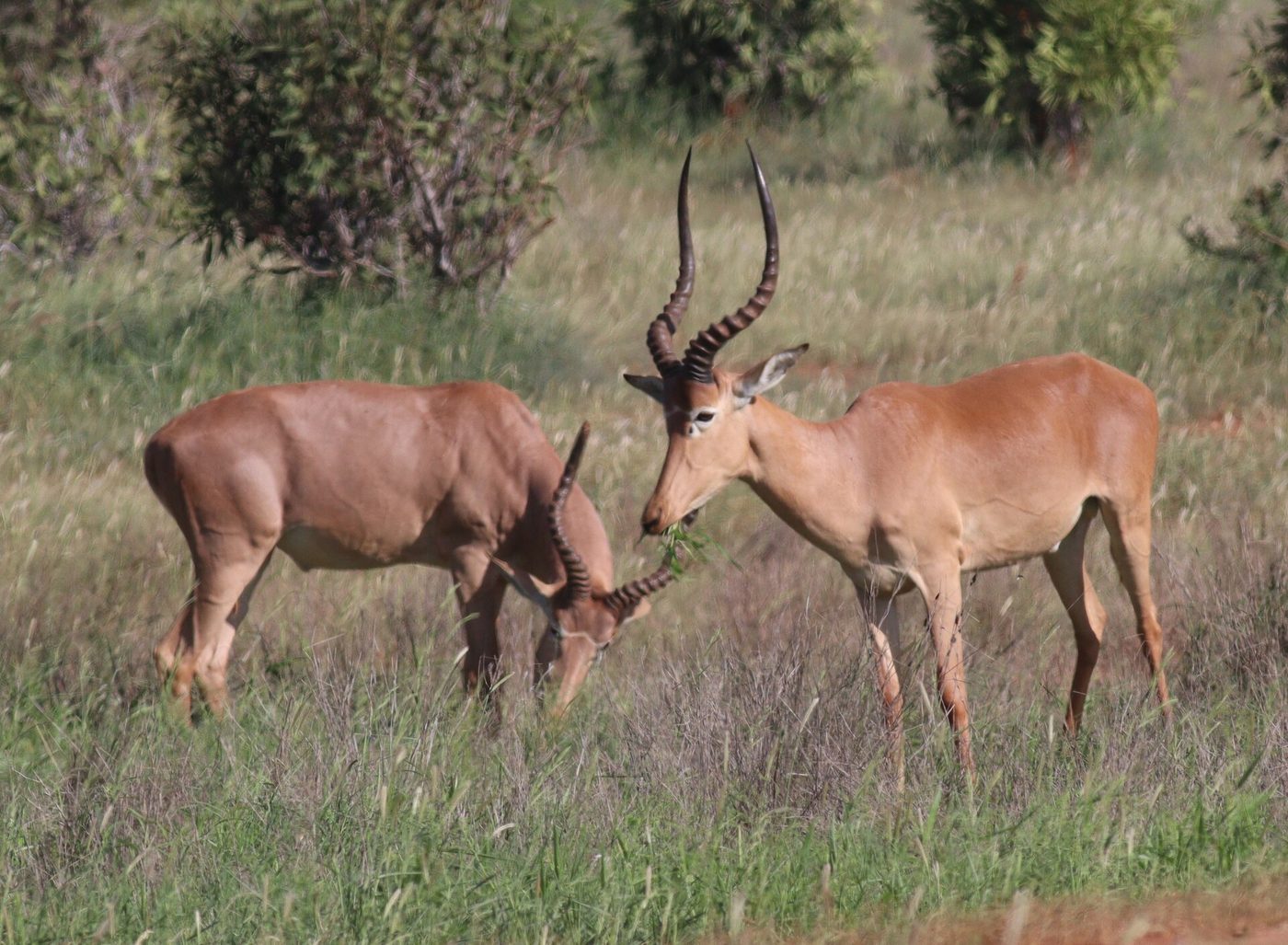 Hirola — photograph