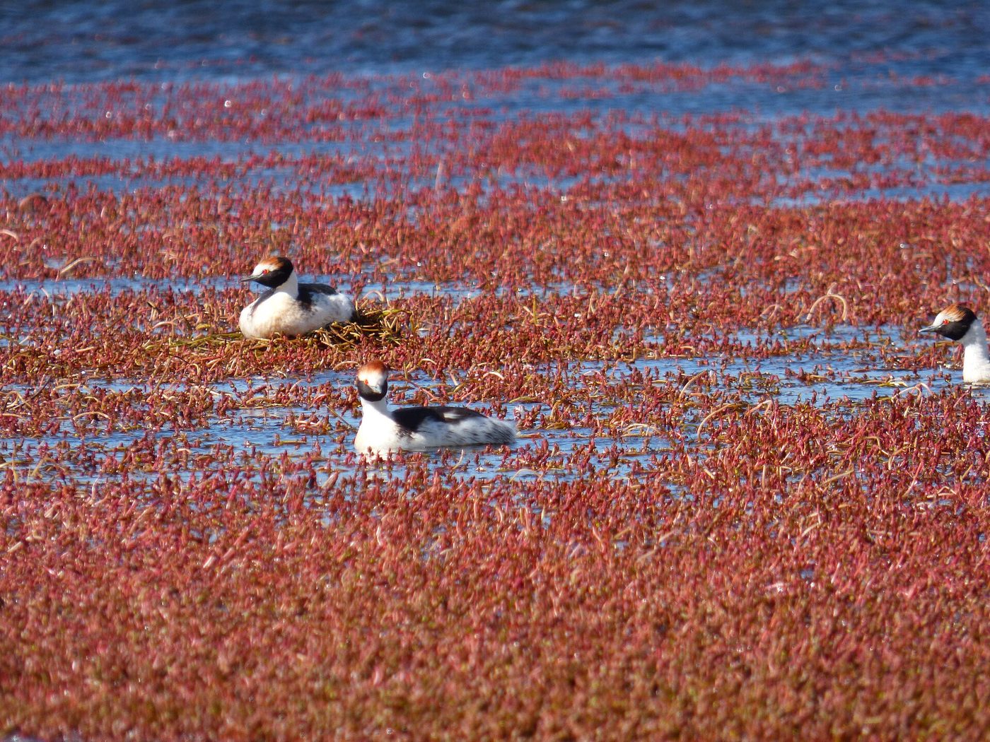 Hooded Grebe — photograph