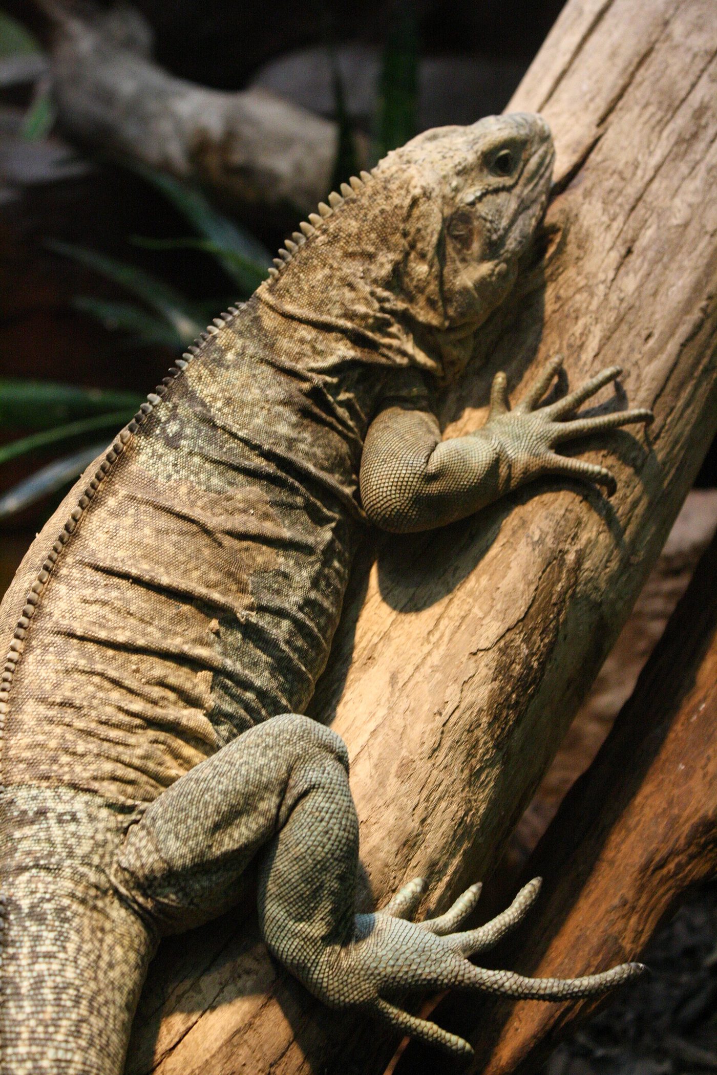Jamaika-Leguan — photograph