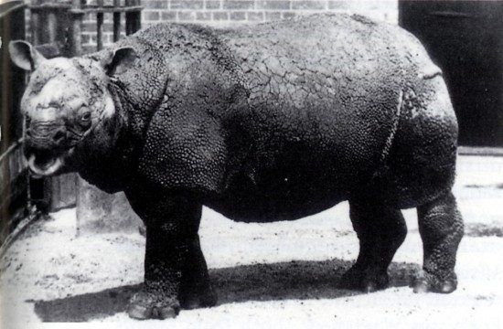 Javan Rhinoceros — photograph