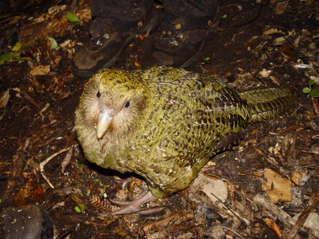 Kākāpō — photograph