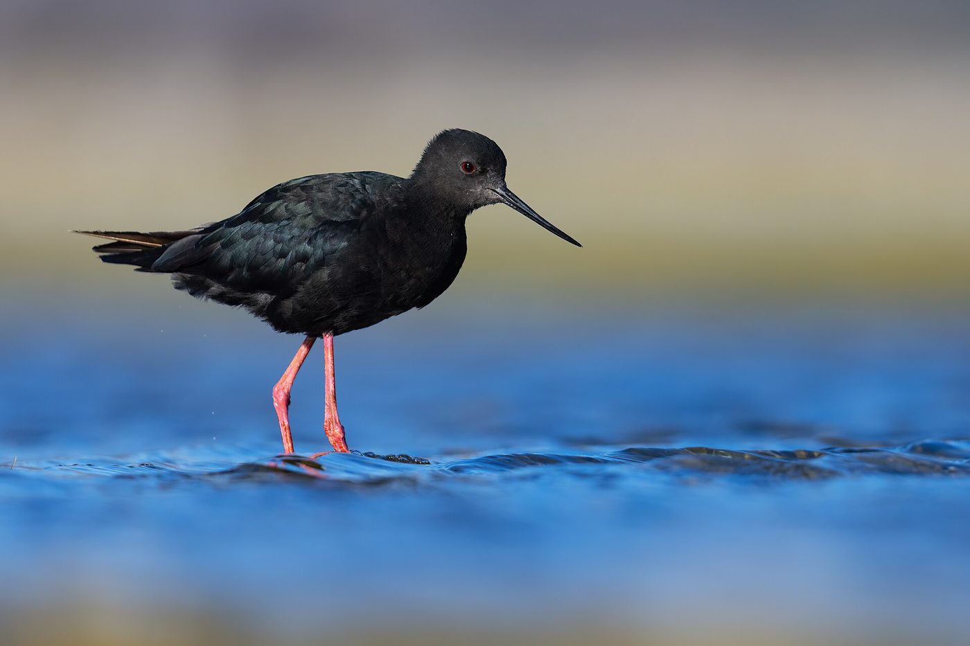 Kakī / Schwarzer Stelzenläufer — photograph