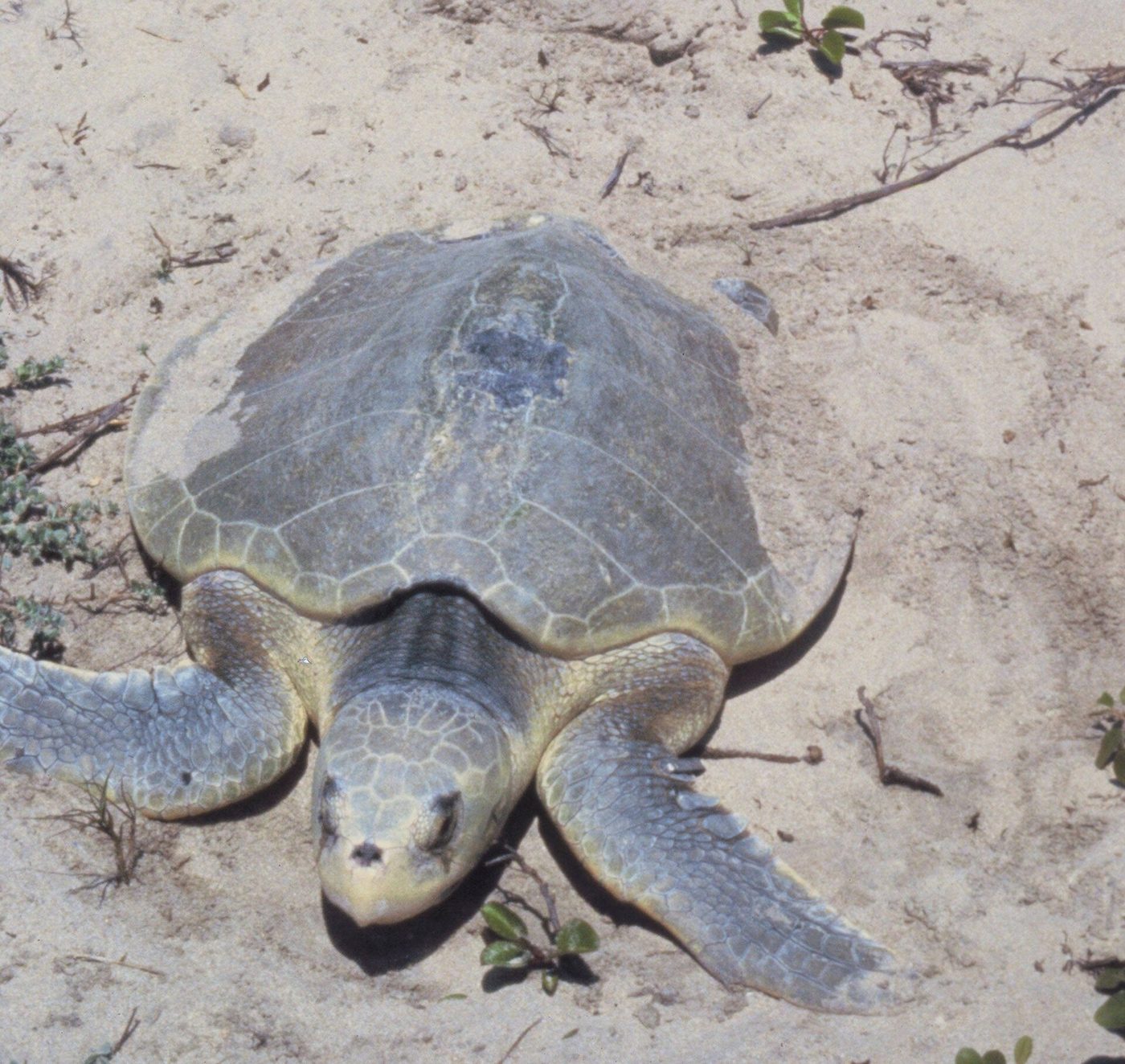 Tortuga lora — photograph