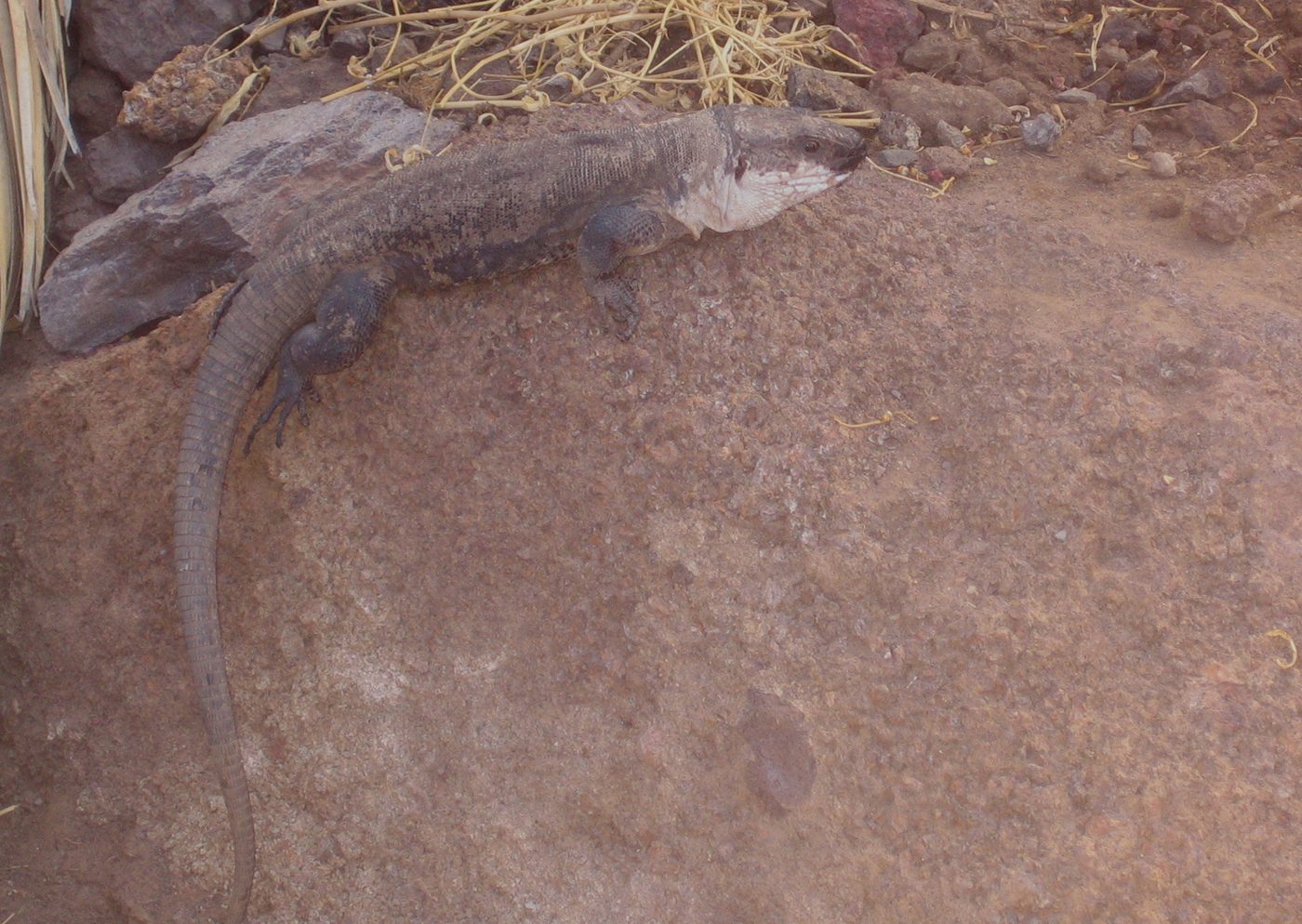 Lagarto gigante de La Gomera — photograph