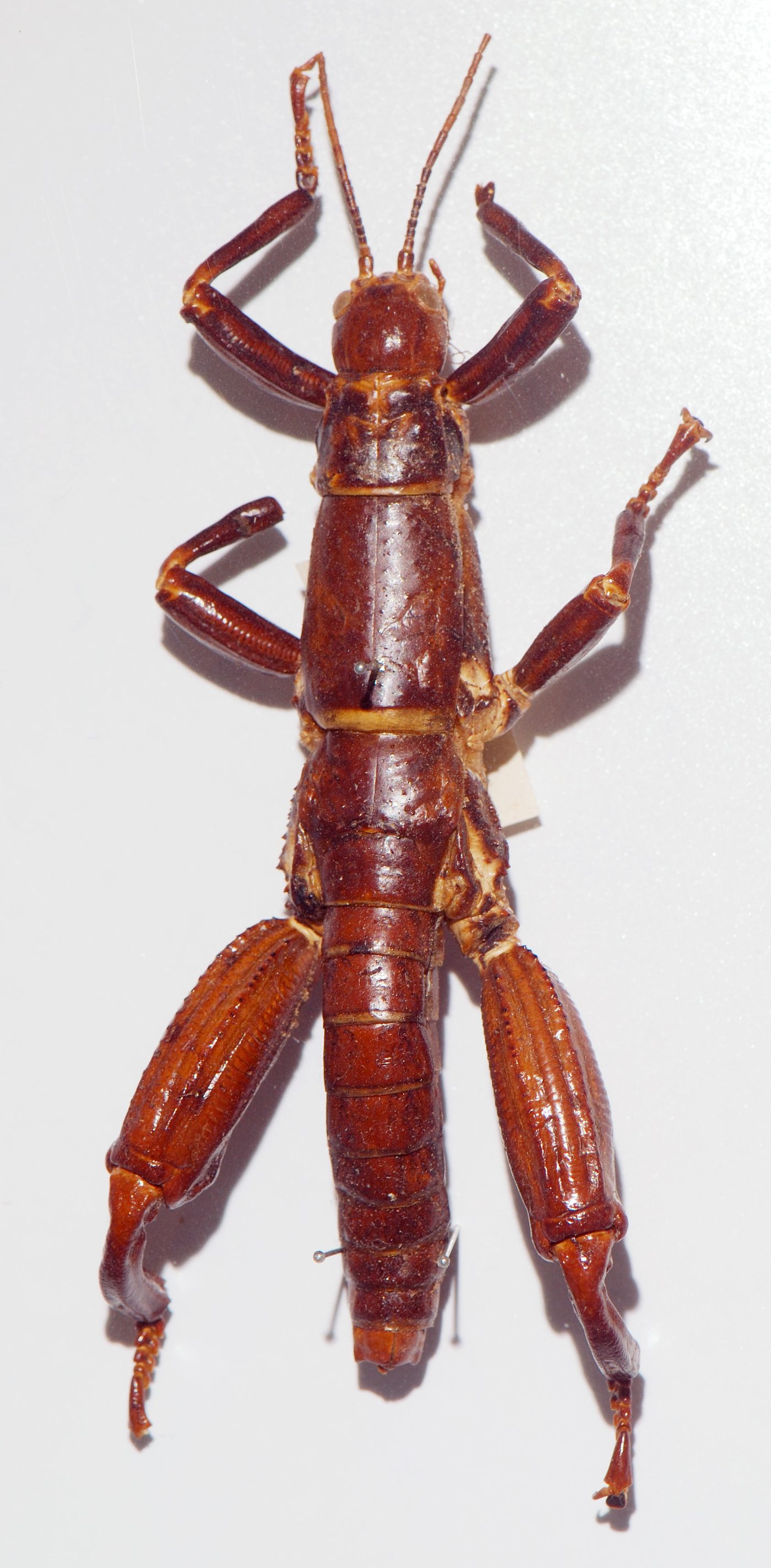Lord Howe Island Stick Insect — photograph