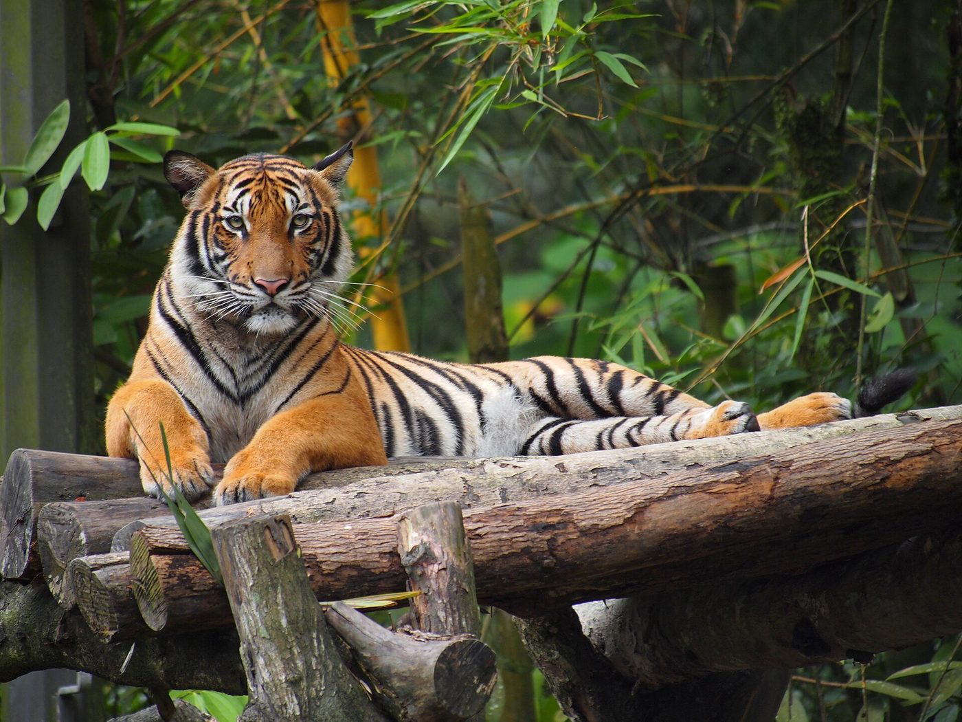 Malayan Tiger — photograph