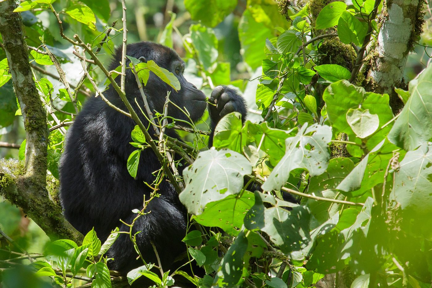 Mountain Gorilla — photograph