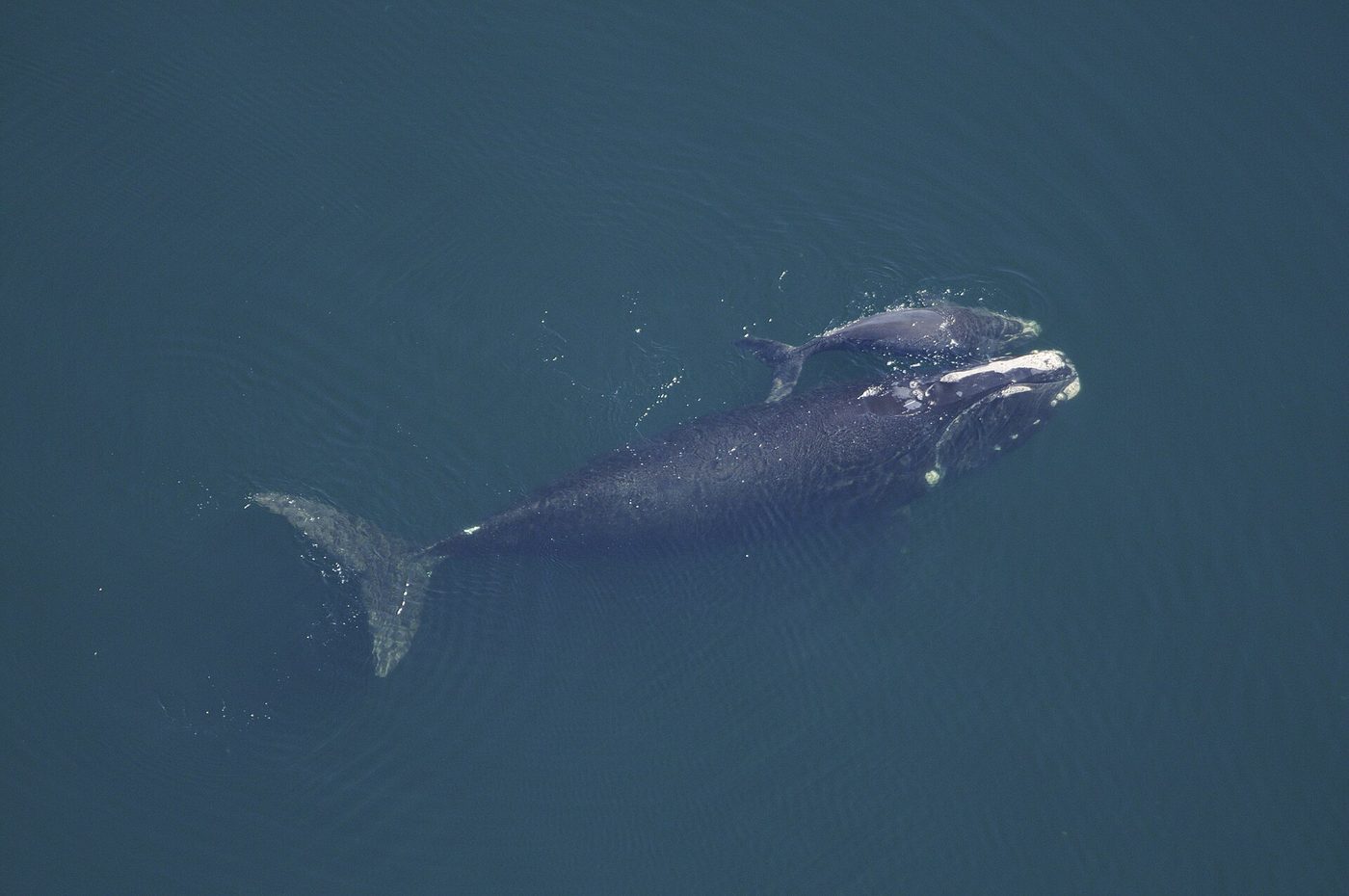 North Atlantic Right Whale — photograph