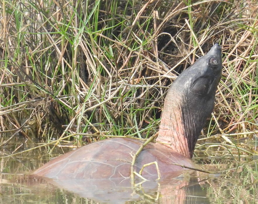 Northern River Terrapin — photograph