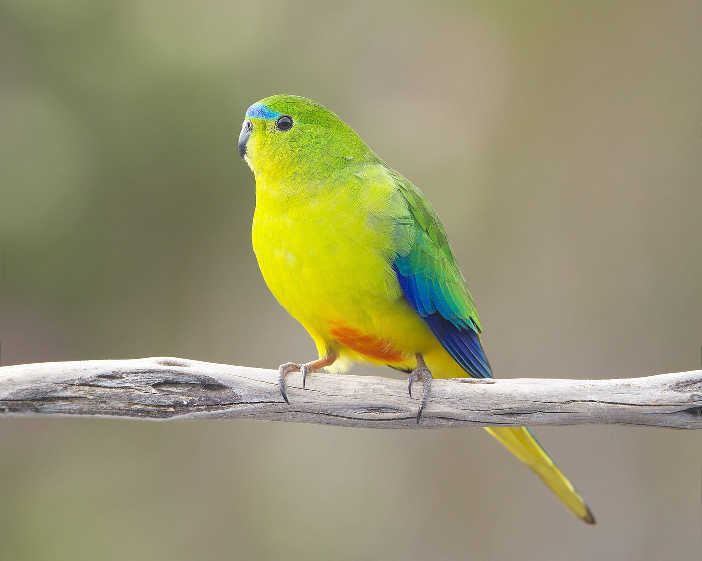 Periquito ventrinaranja — photograph