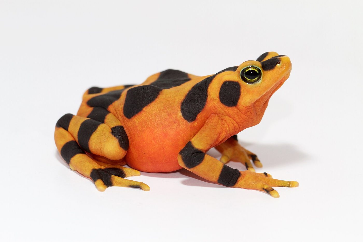 Panamanian Golden Frog — photograph