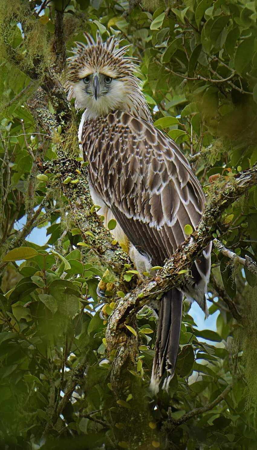 Philippine Eagle — photograph