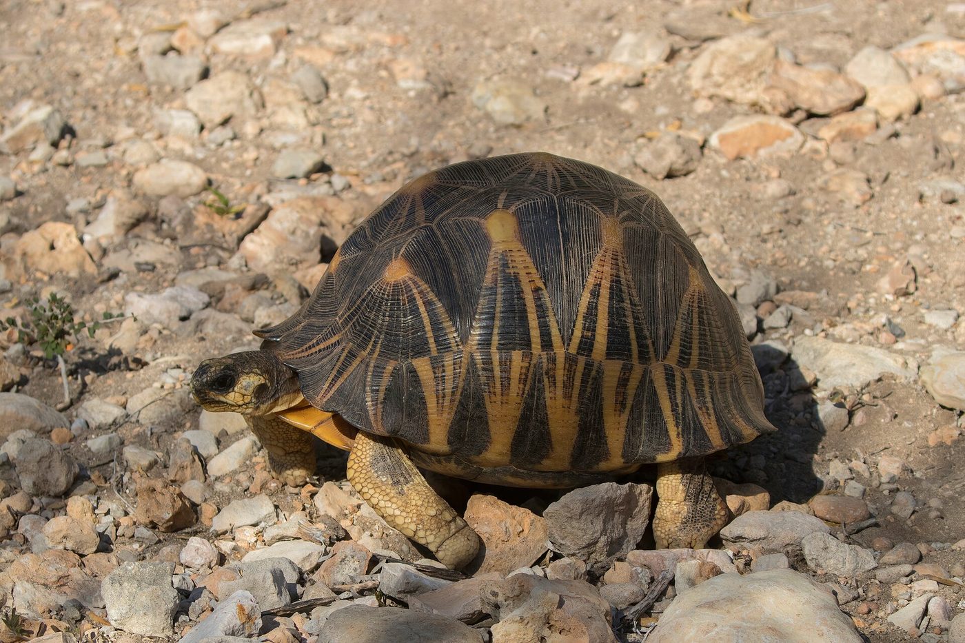 Radiated Tortoise — photograph