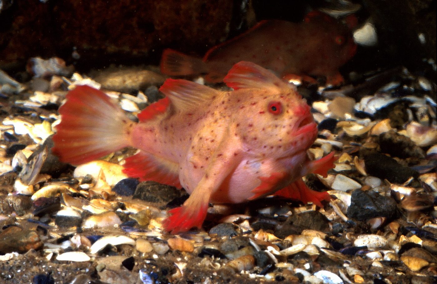 Red Handfish — photograph