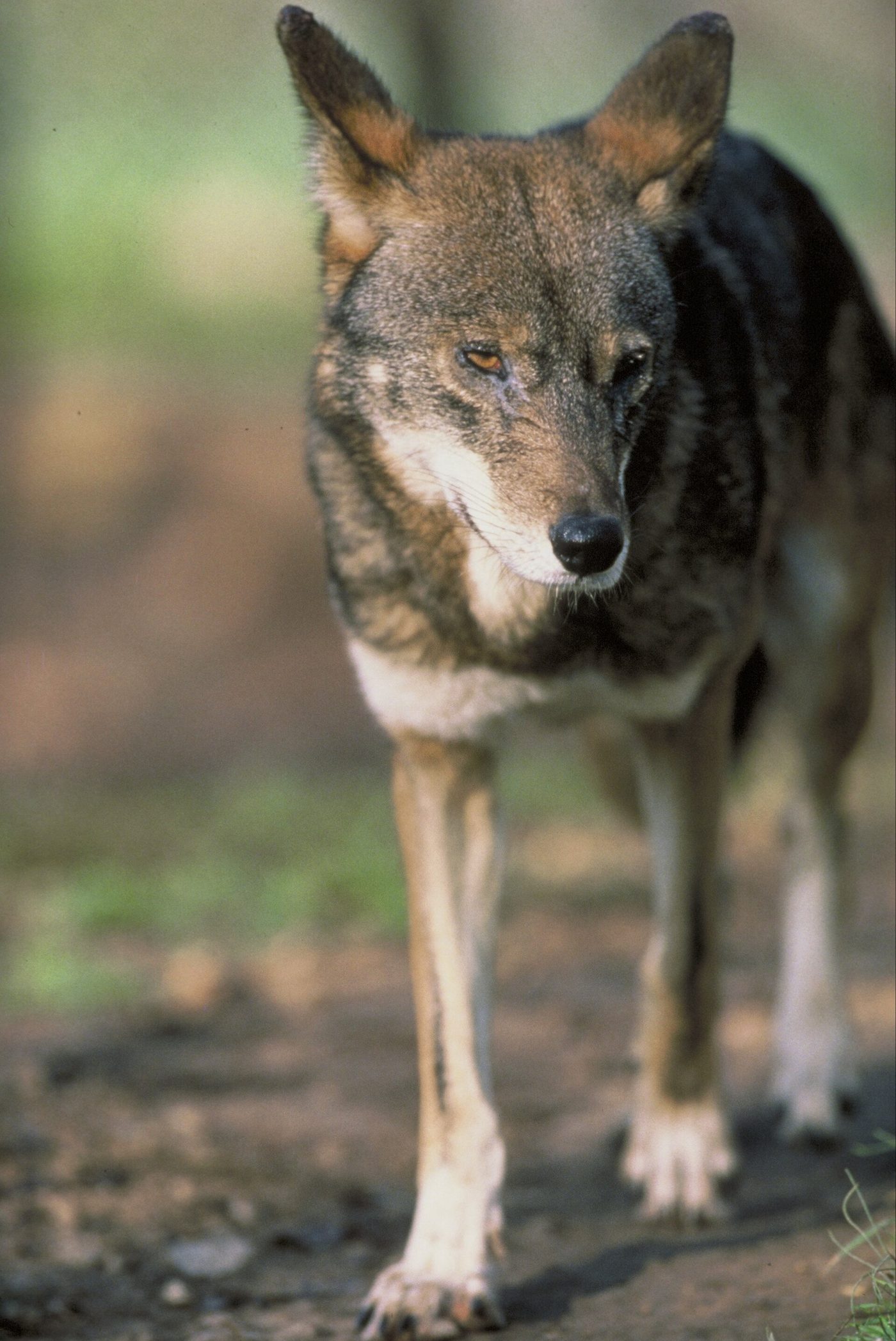 Red Wolf — photograph