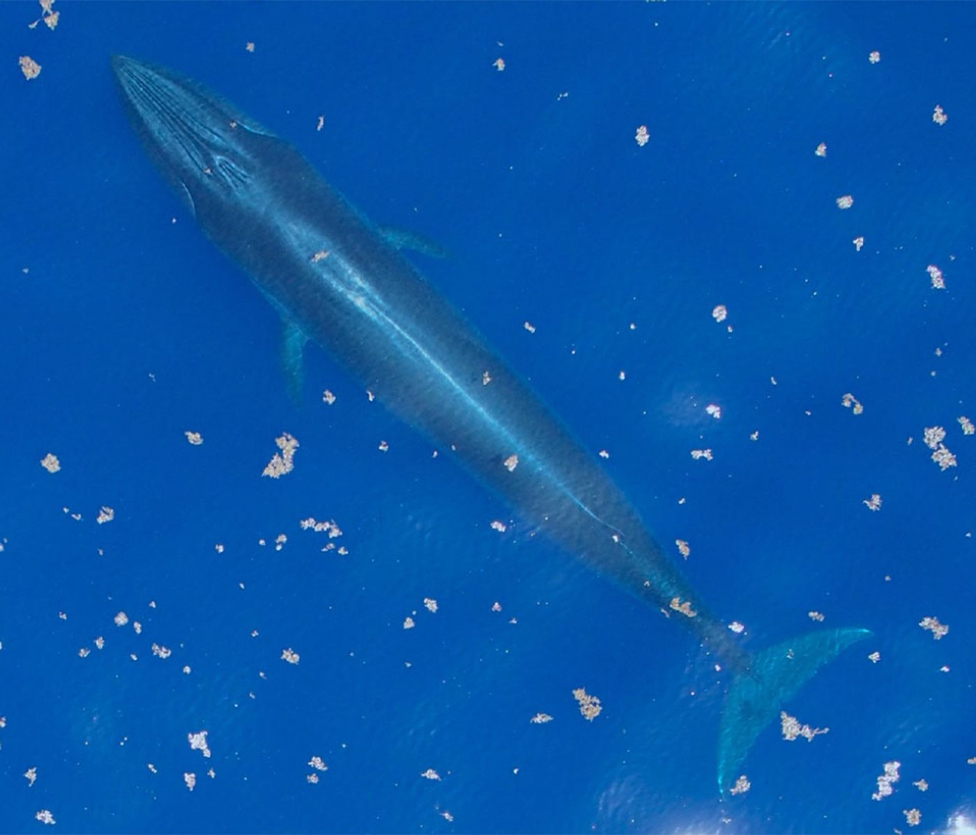 Rice's Whale — photograph