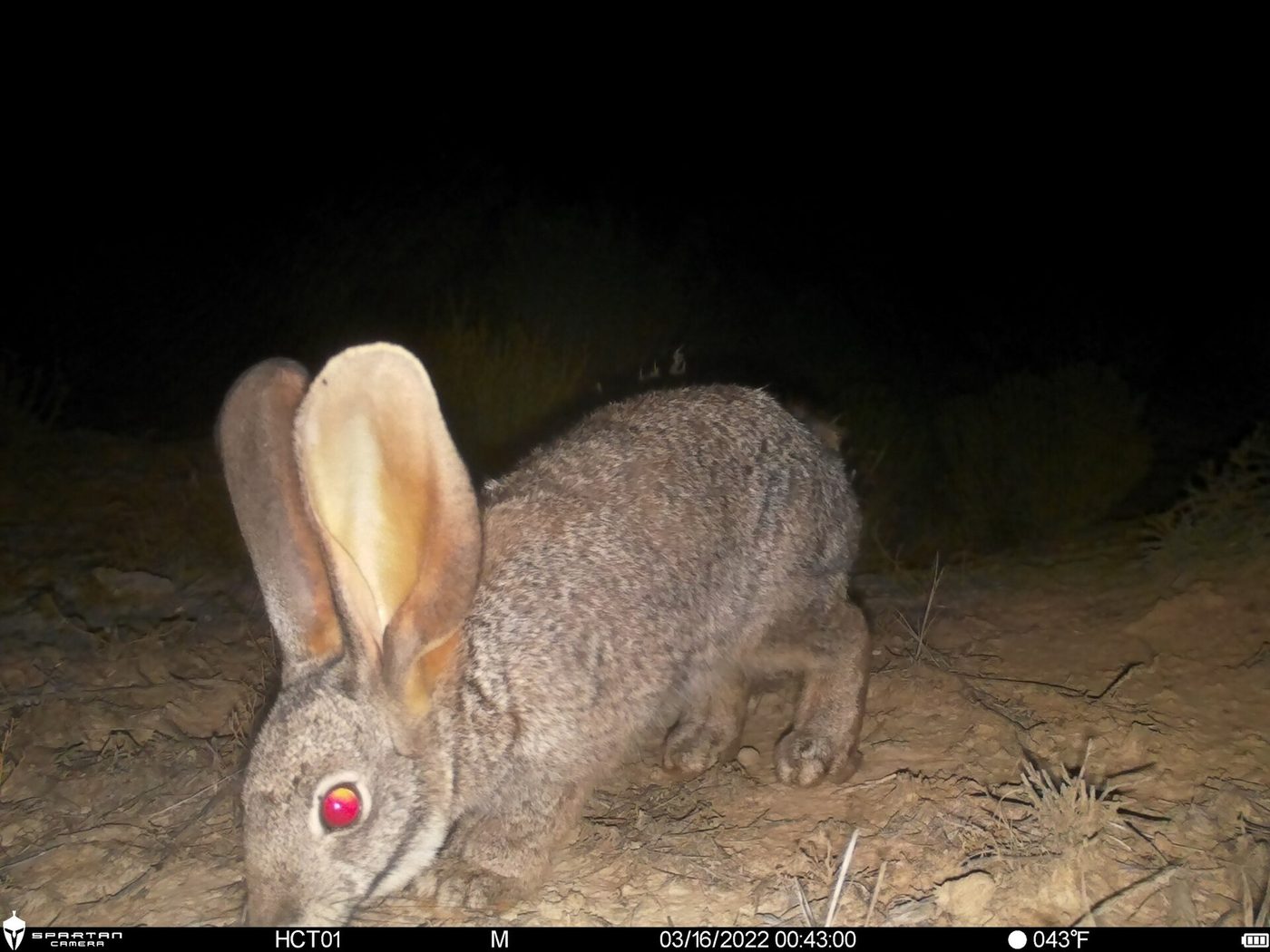 Riverine Rabbit — photograph