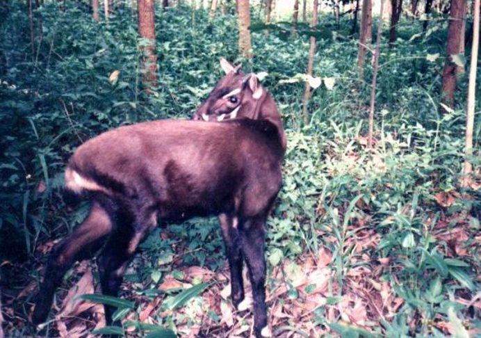 Saola — photograph