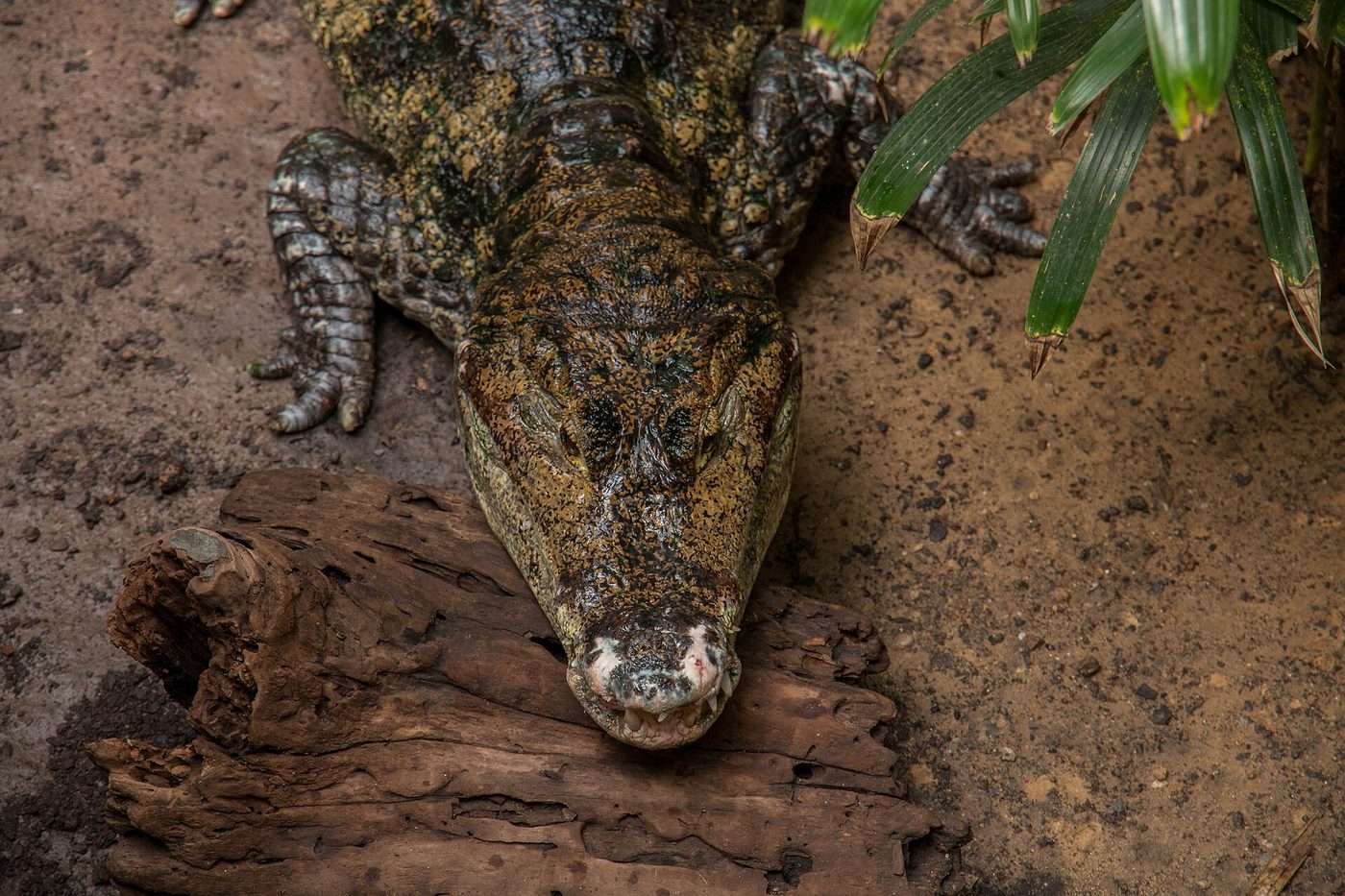 Siamese Crocodile — photograph