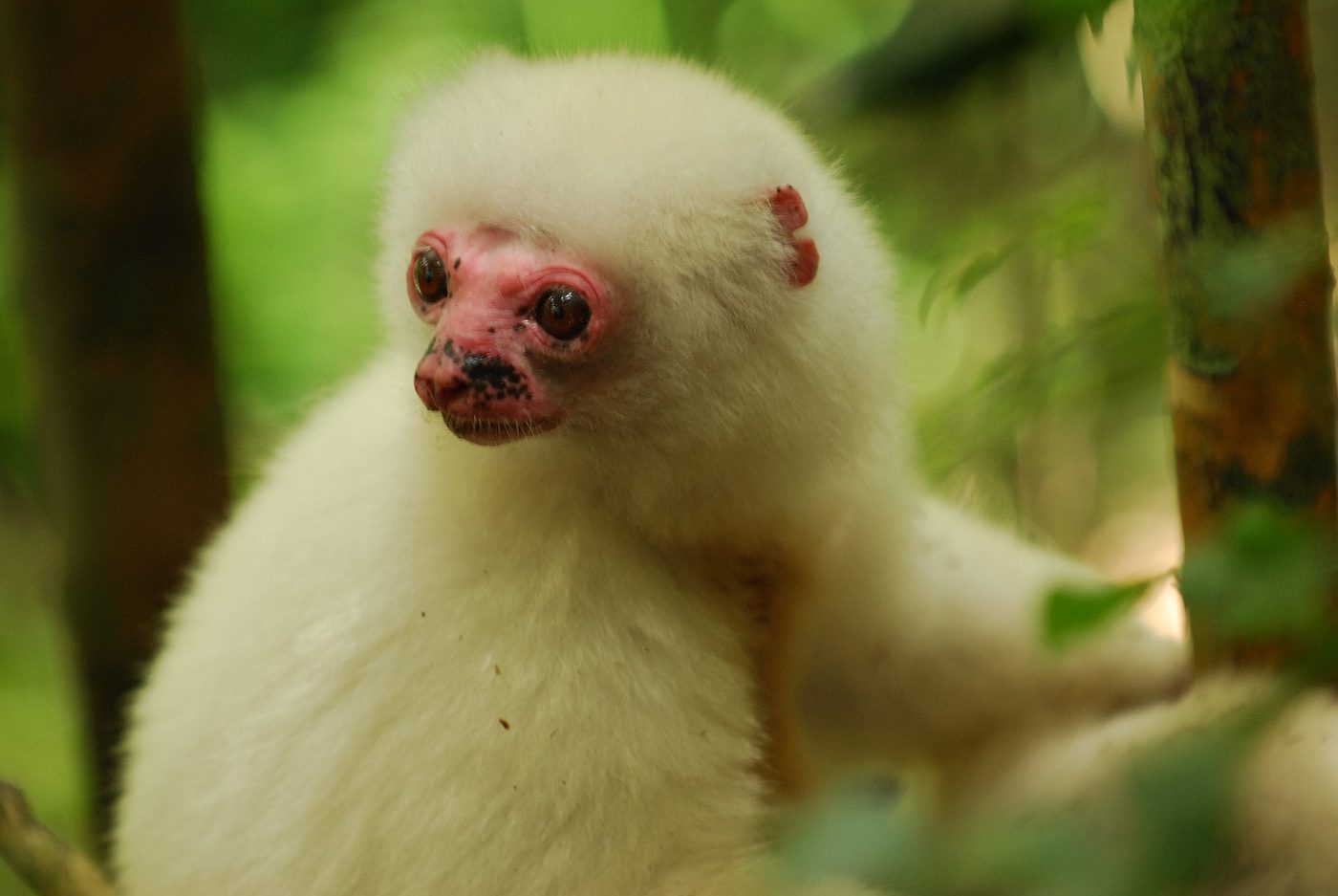 Sifaka sedoso — photograph