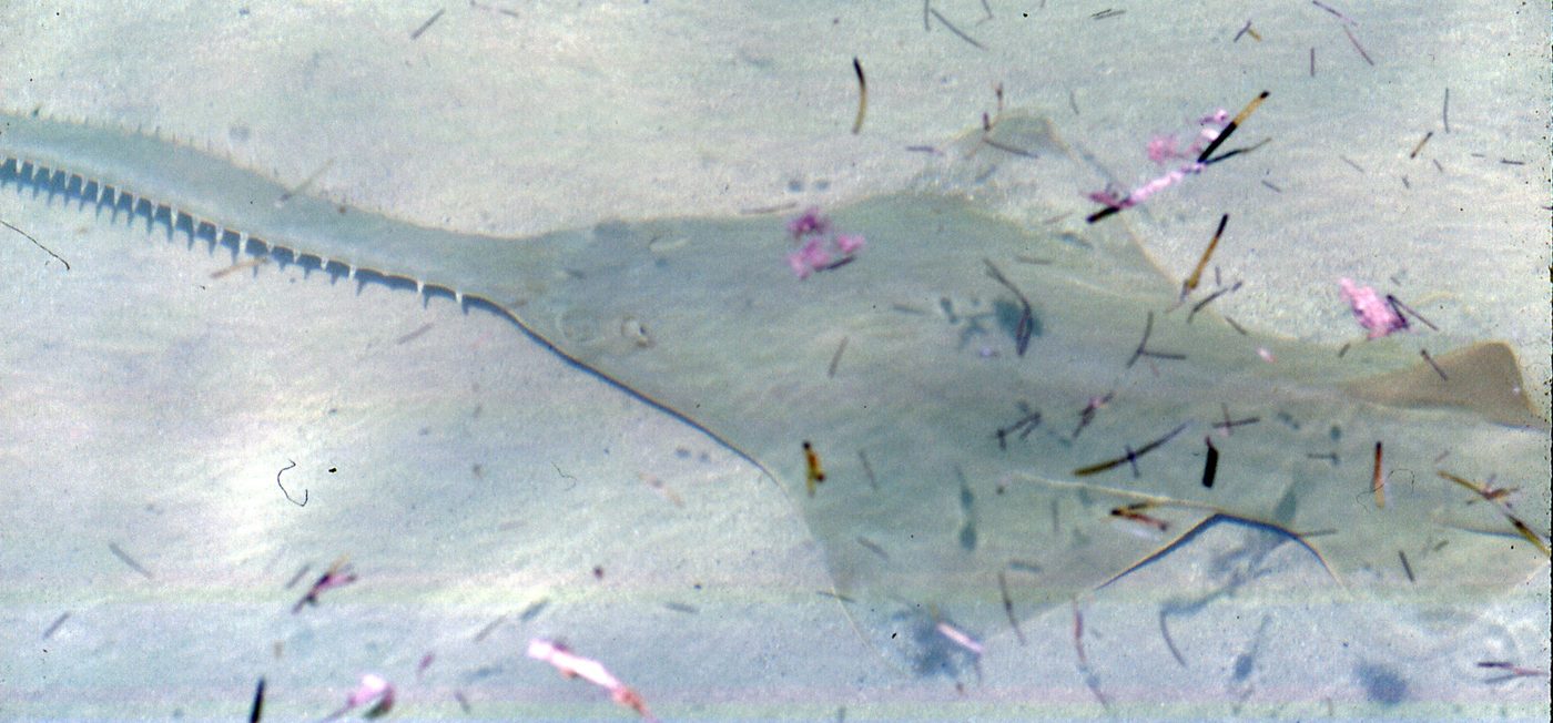 Smalltooth Sawfish — photograph
