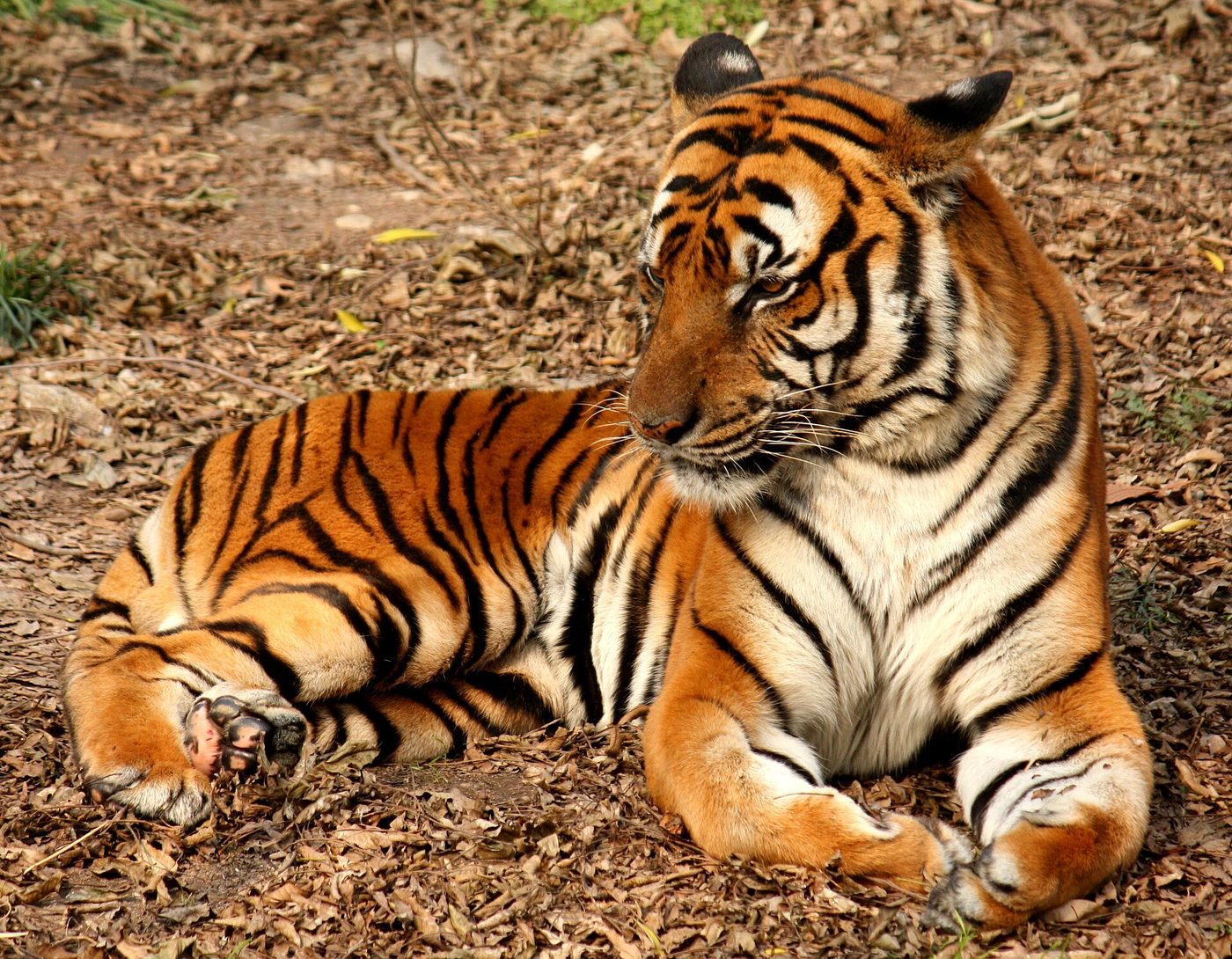 South China Tiger — photograph